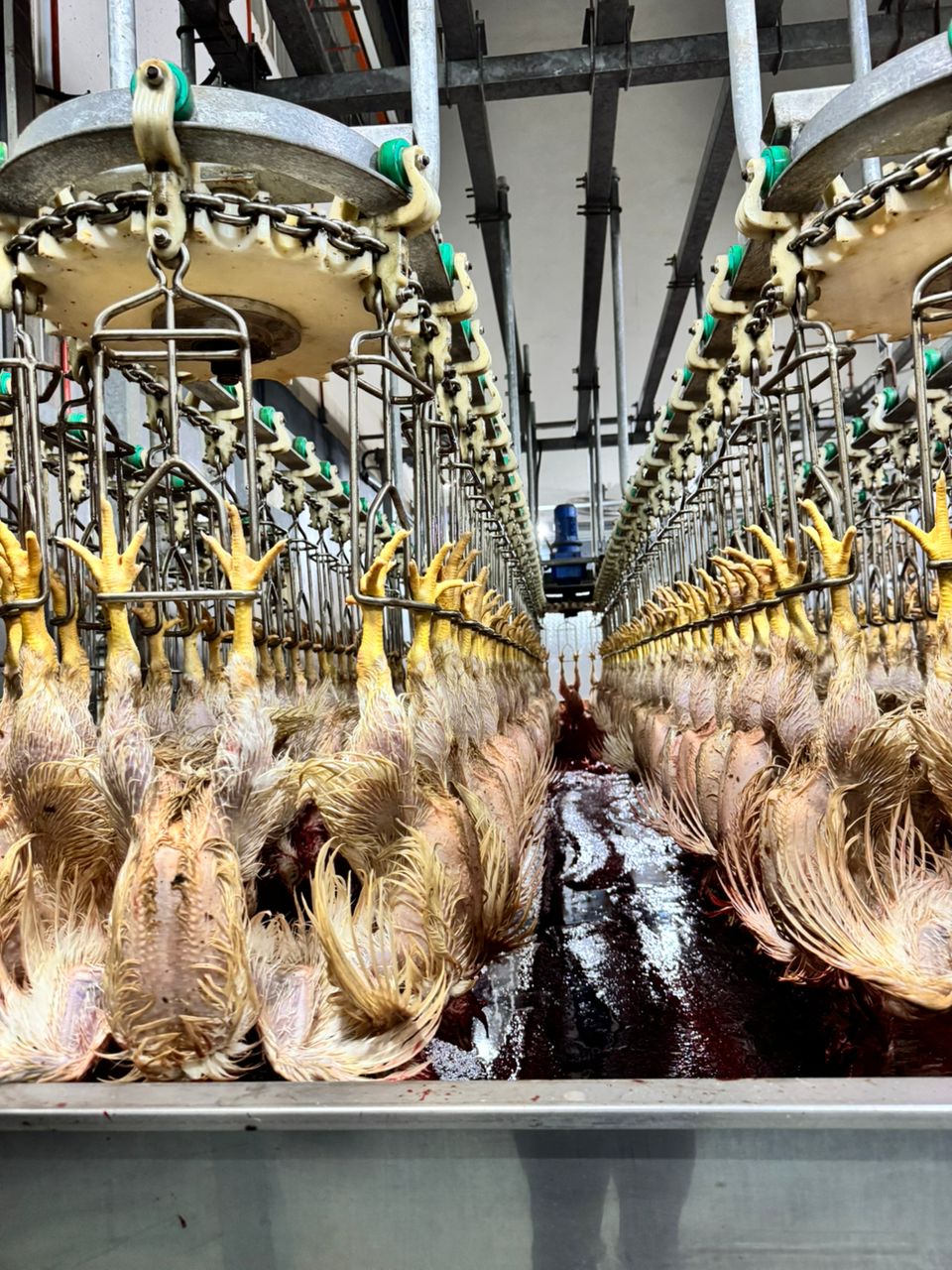 Automated overhead conveyor processing line at AKR Smart Poultry plant, Semenyih Selangor